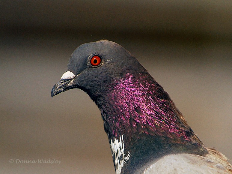 _DSC0314-1 22817.jpg