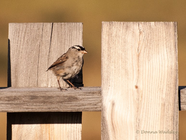 _DSC0124-1 72916.jpg