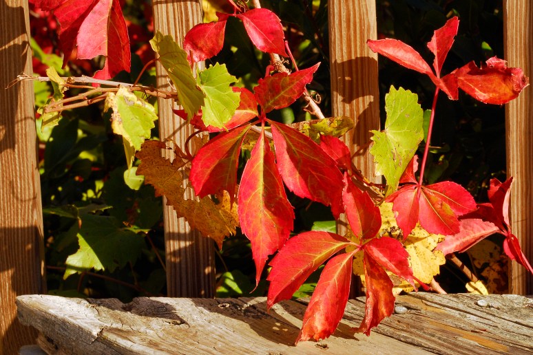 _DSC0155-1 102114 4x6