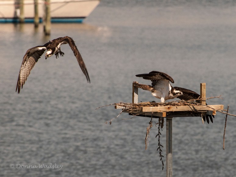 _DSC0053-1 42318 MflyF