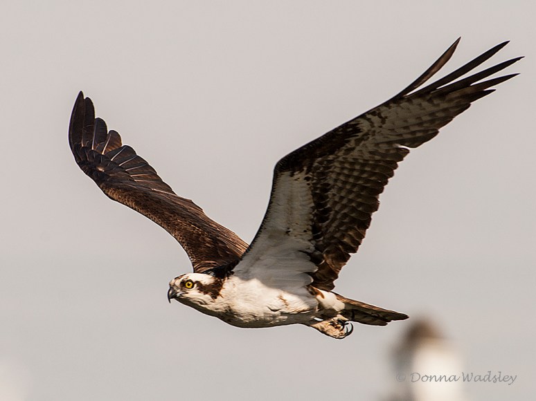 _DSC0127-2 41318 Beau