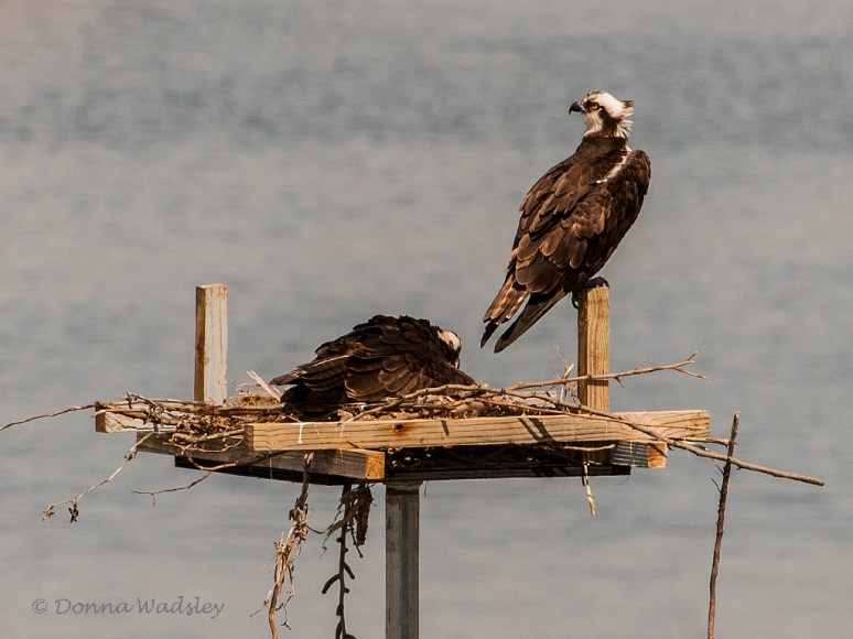 _DSC0170-1 42318 FnestM