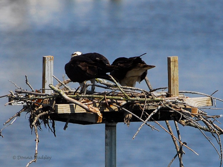 _DSC0095-1 52518 last