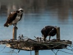 _DSC0023-1 6218