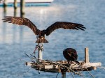 _DSC0029-1 6618