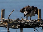 _DSC0074-1 6118