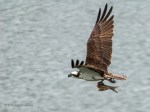 _DSC0088-1 53118