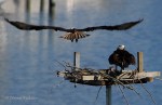 _DSC0106-1 6618