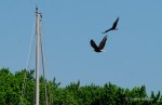 _DSC0145-1 6618