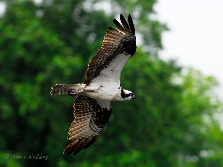 _DSC0166-1 52918 Beau