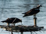 _DSC0169-1 6118
