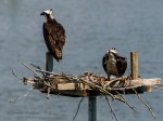 _DSC0266-1 6618