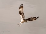 _DSC0293-1 52918