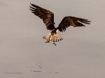 _DSC0295-1 52918