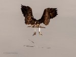 _DSC0296-1 52918