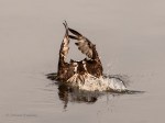 _DSC0298-1 52918