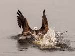 _DSC0299-1 52918