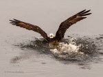 _DSC0300-1 52918