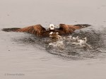 _DSC0301-1 52918