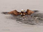 _DSC0302-1 52918