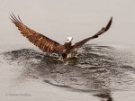 _DSC0304-1 52918