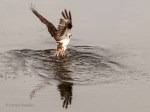 _DSC0305-1 52918
