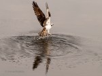 _DSC0306-1 52918