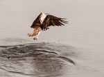 _DSC0307-1 52918