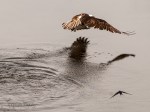 _DSC0309-1 52918