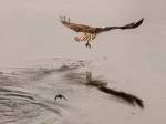 _DSC0310-1 52918