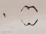 _DSC0311-1 52918