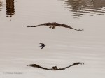 _DSC0312-1 52918