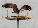 _DSC0010-1 7618