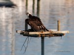 _DSC0016-1 7218