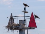 _DSC0031-1 62518