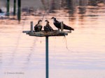 _DSC0052-1 7618