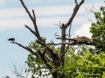 _DSC0086-1 62518