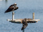_DSC0090-1 7418