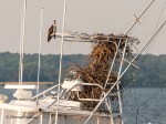 _DSC0093-2 7118