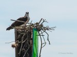 _DSC0137-1 62518
