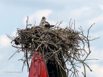 _DSC0171-1 62518