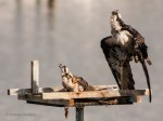 _DSC0217-2 7518