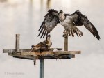 _DSC0228-1 7518