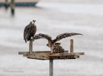 _DSC0308-1 7518