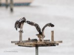 _DSC0323-1 7518
