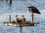 _DSC0416-1 7518