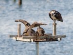 _DSC0419-1 7518