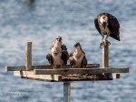 _DSC0426-1 7518