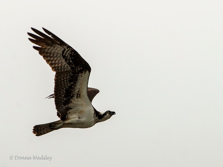 _DSC0292-2 72418 bella