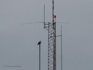 _DSC0031-2 91018 510pm Beau